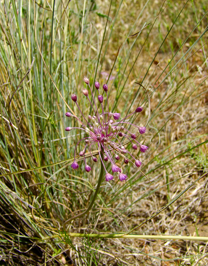 Изображение особи Allium daninianum.