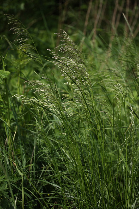 Изображение особи Deschampsia cespitosa.