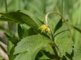 Anemone nemorosa. Плод и сегменты листа. Ленинградская обл., Кировский р-н, окр. ж.-д. ст. Михайловская, сыроватый луг в долине р. Мойка. 17.05.2014.