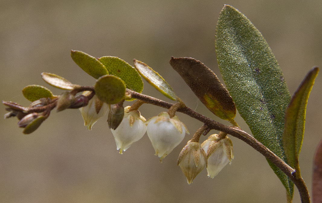 Изображение особи Chamaedaphne calyculata.