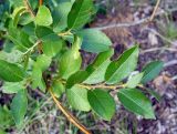 Salix myrsinifolia. Побеги. Ярославская обл., Ярославский р-н, окр. пос. Красные Ткачи, сырой участок просеки под ЛЭП. 27 июля 2014 г.