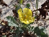 Glaucium flavum