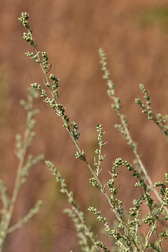 Изображение особи Artemisia marschalliana.