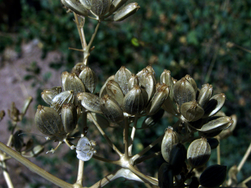 Изображение особи Ferula samarkandica.