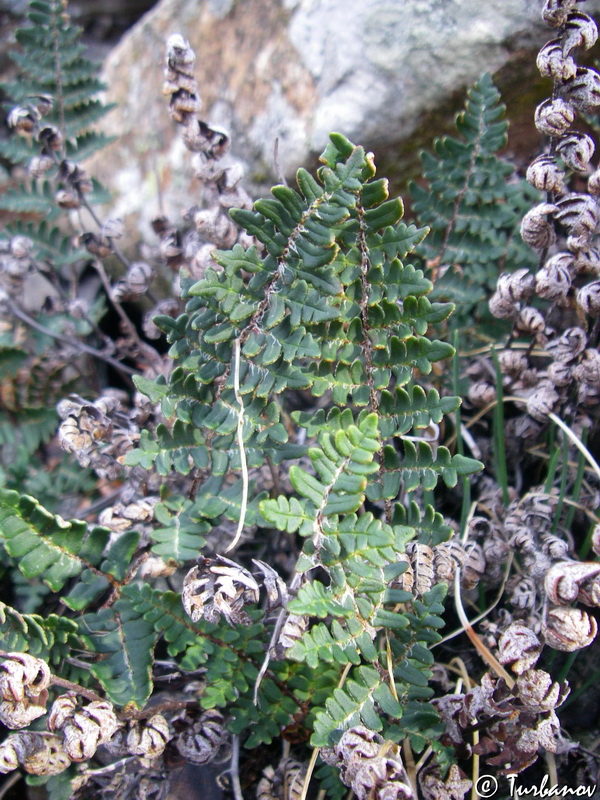 Изображение особи Paragymnopteris marantae.