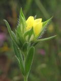 Helianthemum lasiocarpum