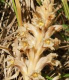 Orobanche centaurina