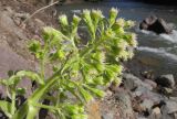 Petasites albus