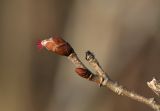 Corylus avellana