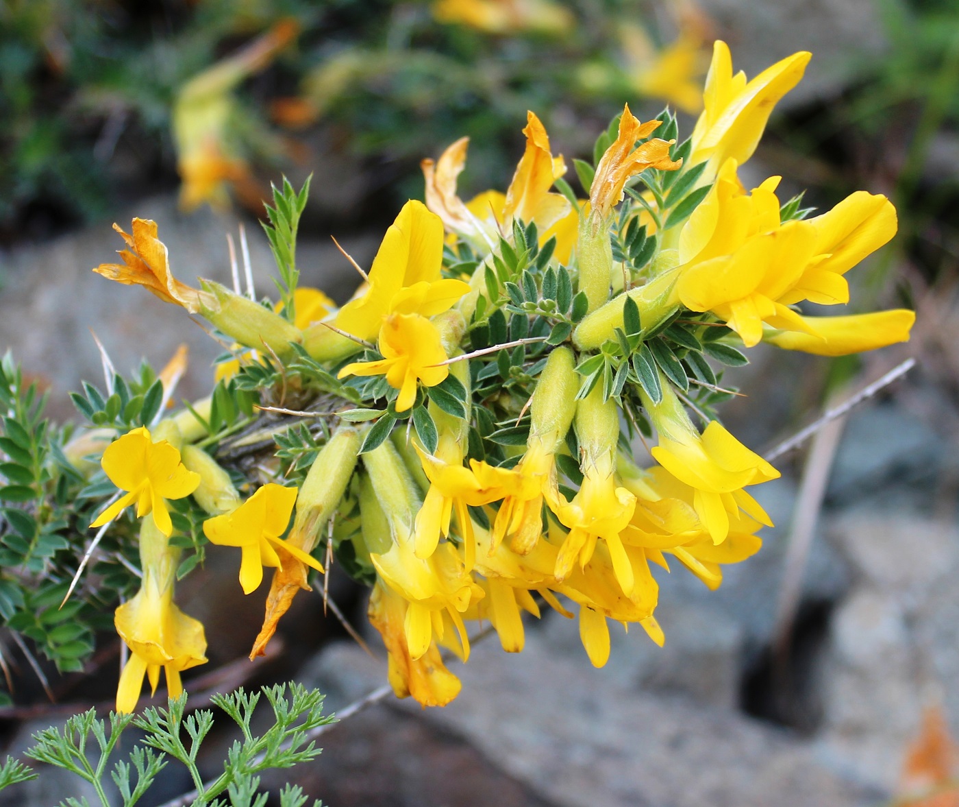 Изображение особи Caragana pleiophylla.