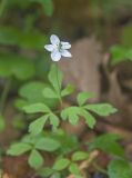 Anemone extremiorientalis