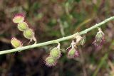 Hedysarum taschkendicum. Незрелые плоды. Узбекистан, Ташкентская обл., зап. отроги Чаткальского хр., ур. Чимган, травянистый склон горы Кызылджар. 09.07.2016.