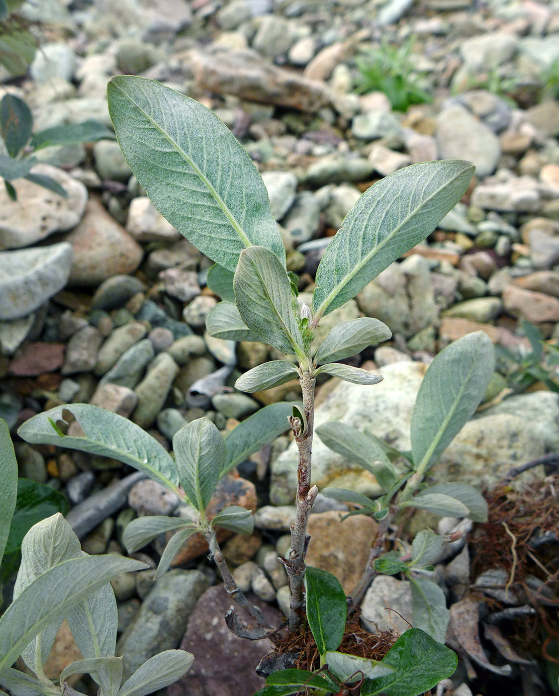 Изображение особи Salix alaxensis.