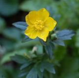 Ranunculus sardous