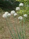 Allium galanthum