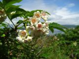 Sorbus sambucifolia. Цветки и сегменты листьев. Магаданская обл., окр. Магадана, п-ов Старицкого, на склоне сопки, на поляне.10.07.2011.