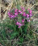 Pedicularis rubens