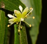 Quillaja brasiliensis