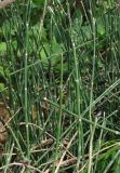 Equisetum hyemale