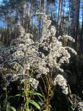 Solidago canadensis