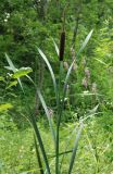 Typha latifolia. Верхушка плодоносящего растения. Адыгея, долина р. Фарс. 15.08.2008.