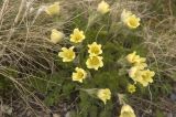 Pulsatilla albana