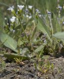 Dichodon viscidum. Цветущее растение. Краснодарский край, Темрюкский р-н, гора Дубовый Рынок, глинистый склон, разнотравно-злаковый луг. 14.04.2018.