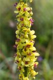 Verbascum nigrum