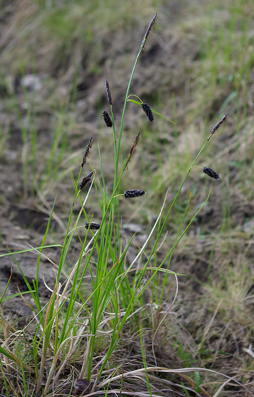 Изображение особи Carex saxatilis ssp. laxa.