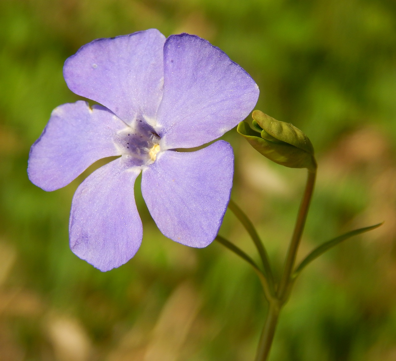 Изображение особи Vinca minor.