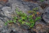 Geranium sibiricum. Цветущее и плодоносящее растение. Челябинская обл., Миасский гор. округ, берег оз. Тургояк, на скале. 05.08.2019.