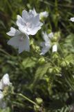 Malva moschata