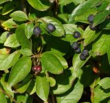 Cotoneaster lucidus