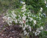 Clematis flammula