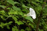 Calystegia silvatica. Побеги с цветком. Республика Адыгея, г. Майкоп, южная окраина, водораздельный хребет Нагиеж-Уашх, кустарниковые заросли, у тропинки. 21.06.2020.