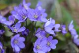 Hepatica nobilis