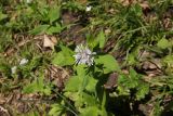 Asperula caucasica