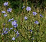 Cichorium intybus