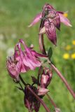 Aquilegia vulgaris