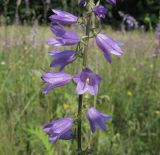 Campanula bononiensis. Срединная часть соцветия. Донецкая обл., Артёмовский р-н, окр. с. Дроновка. 08.07.2011.