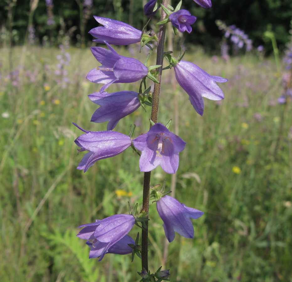 Изображение особи Campanula bononiensis.