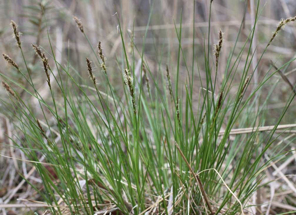 Изображение особи Carex appropinquata.