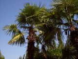 Trachycarpus fortunei. Кроны взрослых деревьев. Южный Берег Крыма, пос. Гурзуф. 20 августа 2007 г.