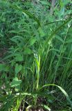 Scirpus sylvaticus