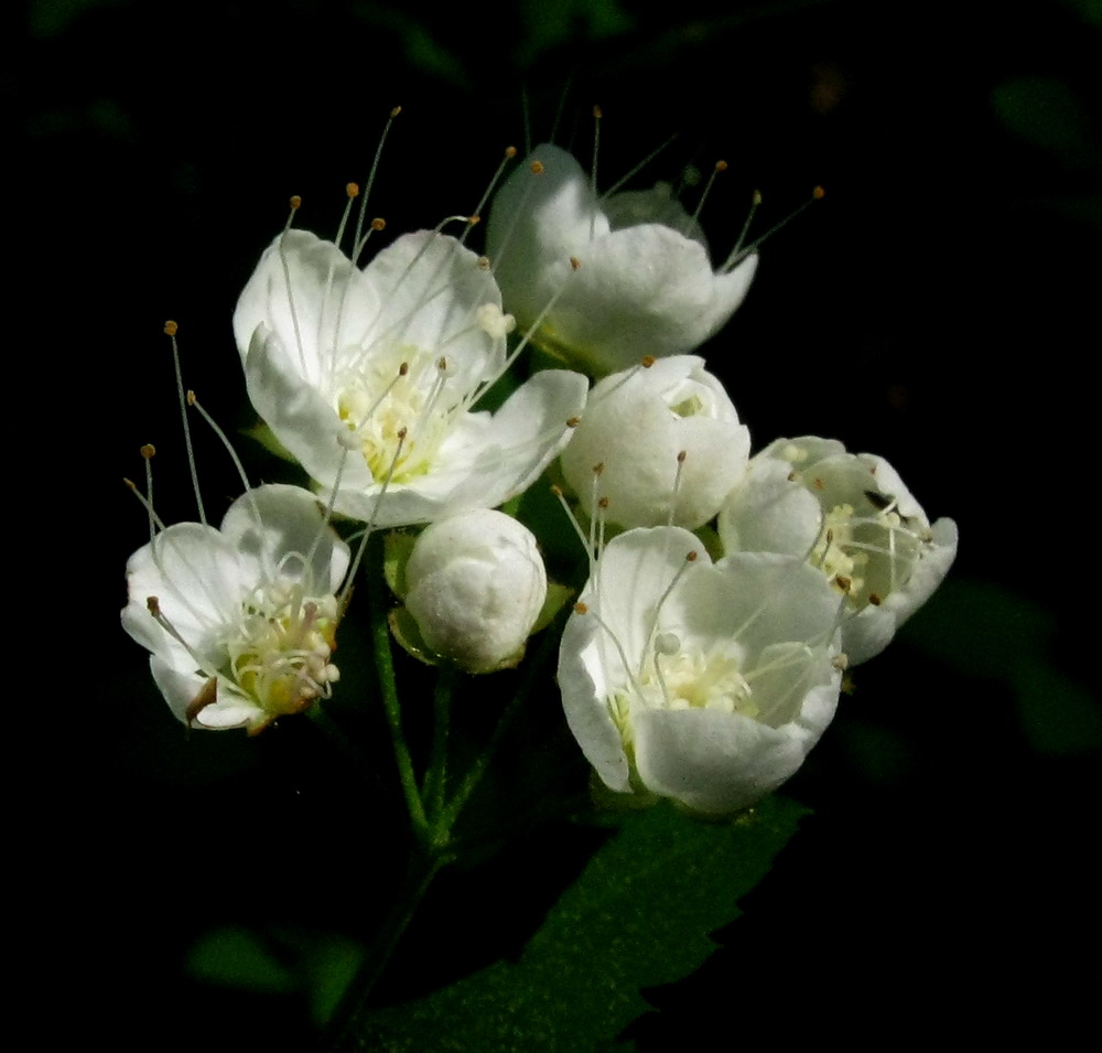 Изображение особи Spiraea flexuosa.