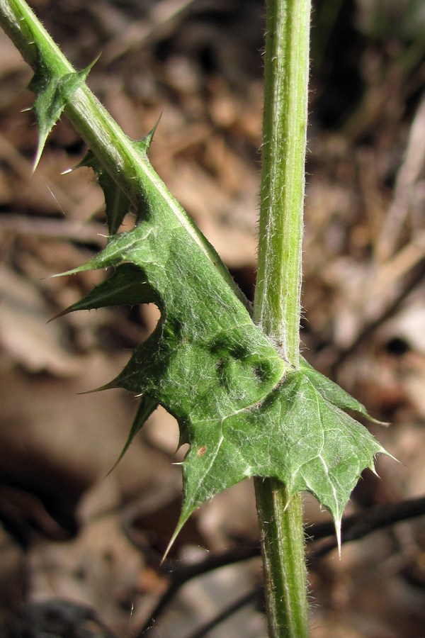 Изображение особи Echinops armatus.