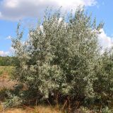 Elaeagnus angustifolia