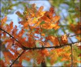 Taxodium distichum. Веточки с хвоей в осенней окраске. Черноморское побережье Кавказа, Новороссийский район, водохранилище близ пос. Сукко, искусственные посадки. 21 октября 2012 г.