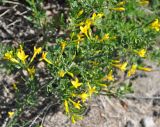 Jasminum fruticans