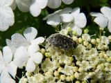 Viburnum opulus